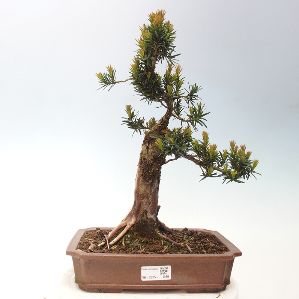 Venkovní bonsai - Taxus cuspidata  - Tis japonský