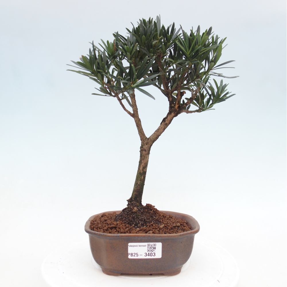 Pokojová bonsai - Carmona macrophylla - Čaj fuki