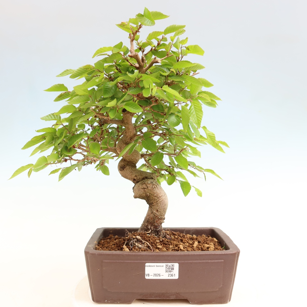 Venkovní bonsai -Carpinus coreana - Habr korejský