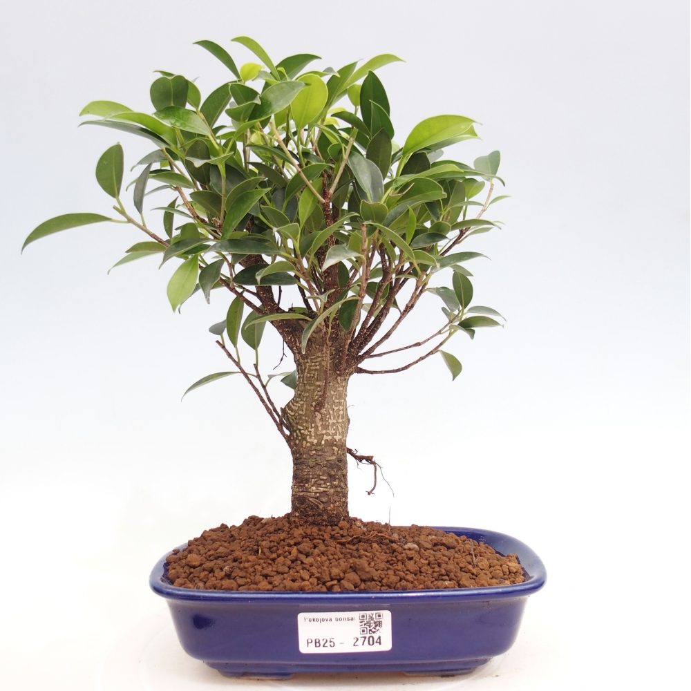 Pokojová bonsai - Ficus retusa -  malolistý fíkus