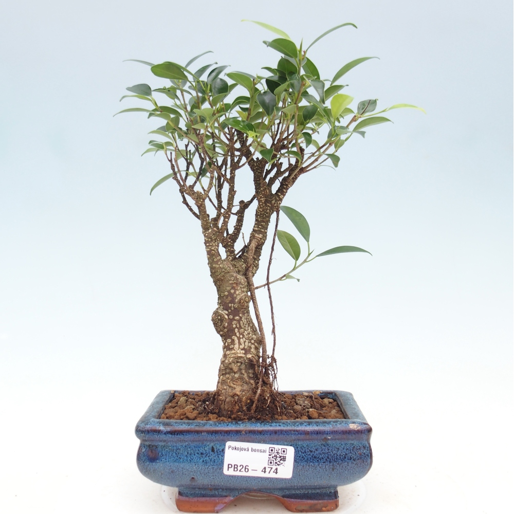 Pokojová bonsai - Ficus retusa -  malolistý fíkus