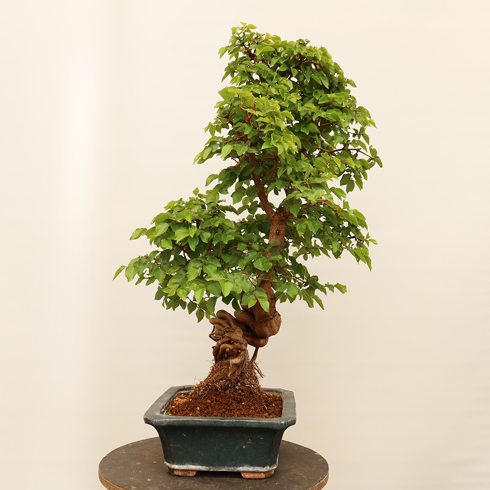 Venkovní bonsai -Carpinus Coreana - Habr korejský