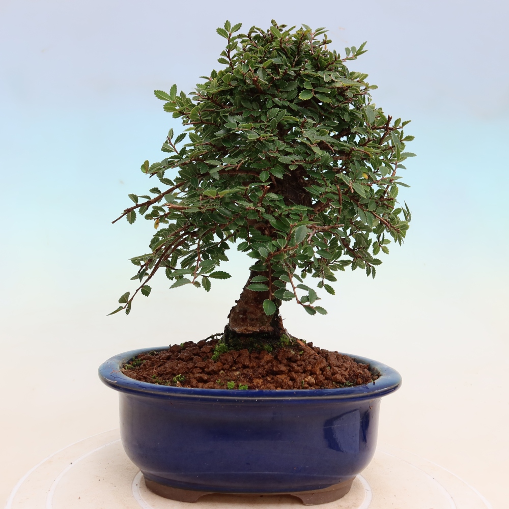 Venkovní bonsai - Zelkova - Zelkova NIRE