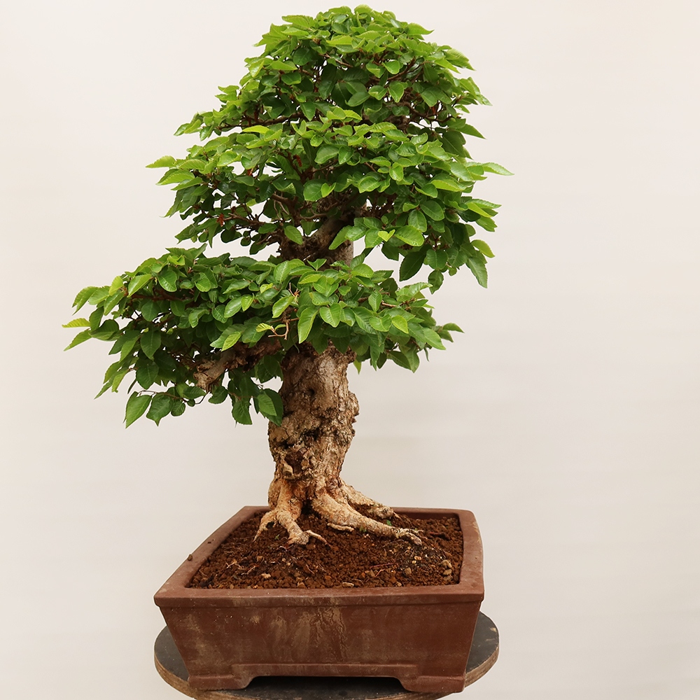 Venkovní bonsai -Carpinus Coreana - Habr korejský