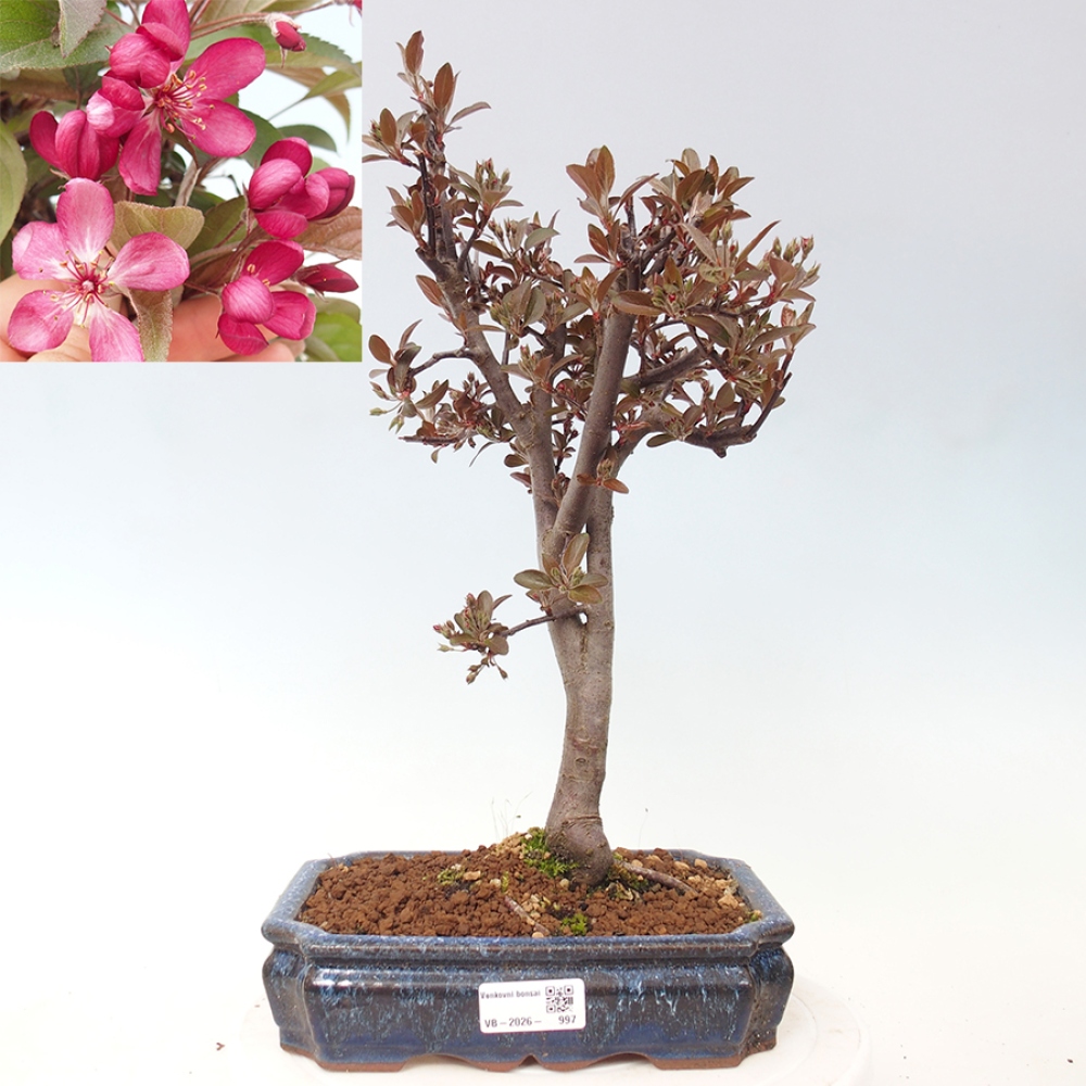 Venkovní bonsai -Malus domestica - Maloplodá jabloň červenolistá