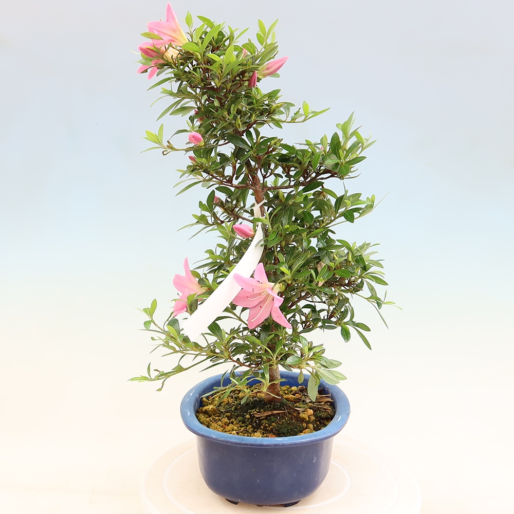 Venkovní bonsai - Japonská azalka - Azalea Nasuno
