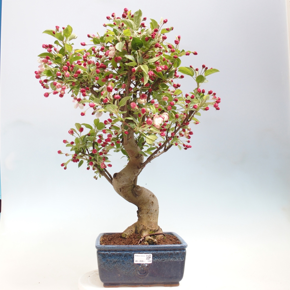 Venkovní bonsai -Malus halliana - Maloplodá jabloň