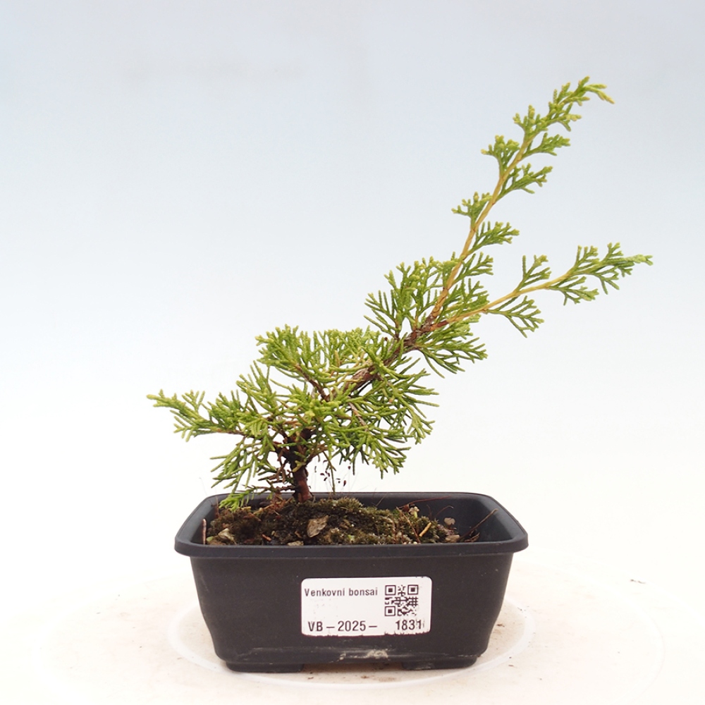 Venkovní bonsai - Juniperus chinensis Itoigawa -Jalovec čínský