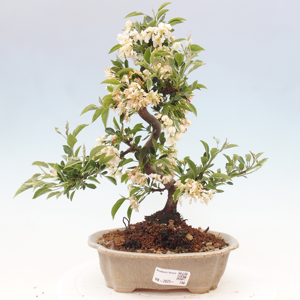 Venkovní bonsai - Malus sargentii -  Maloplodá jabloň