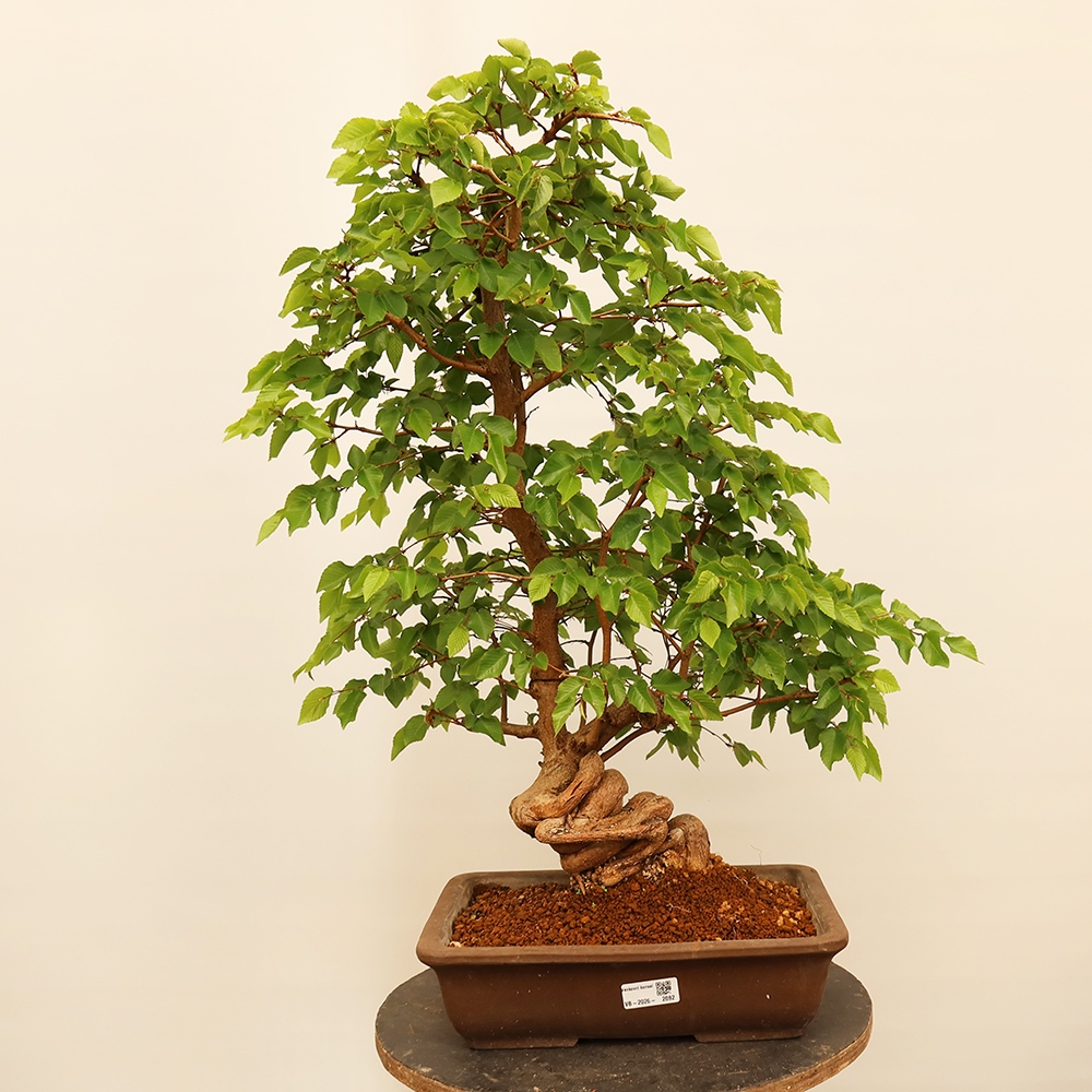 Venkovní bonsai -Carpinus Coreana - Habr korejský