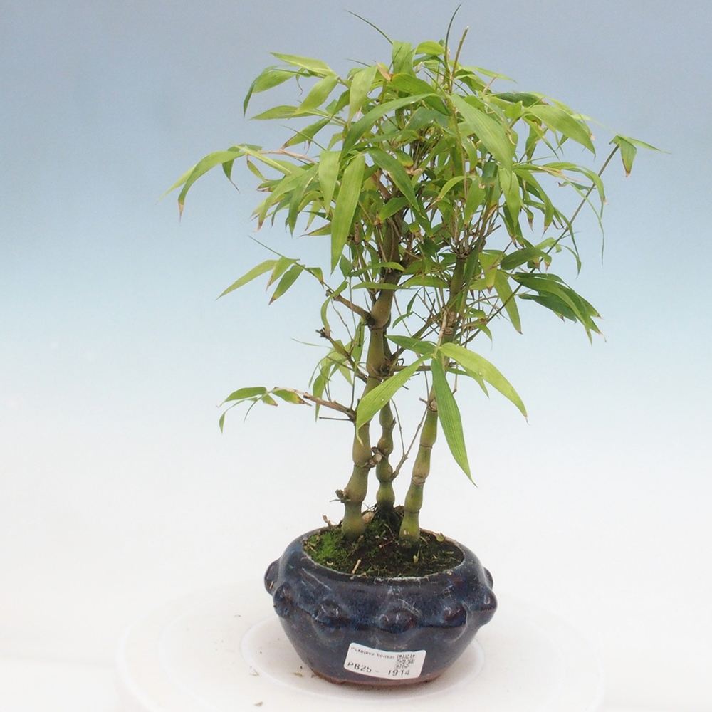 Pokojová bonsai - Bambus budha-Bambus budhovo břicho