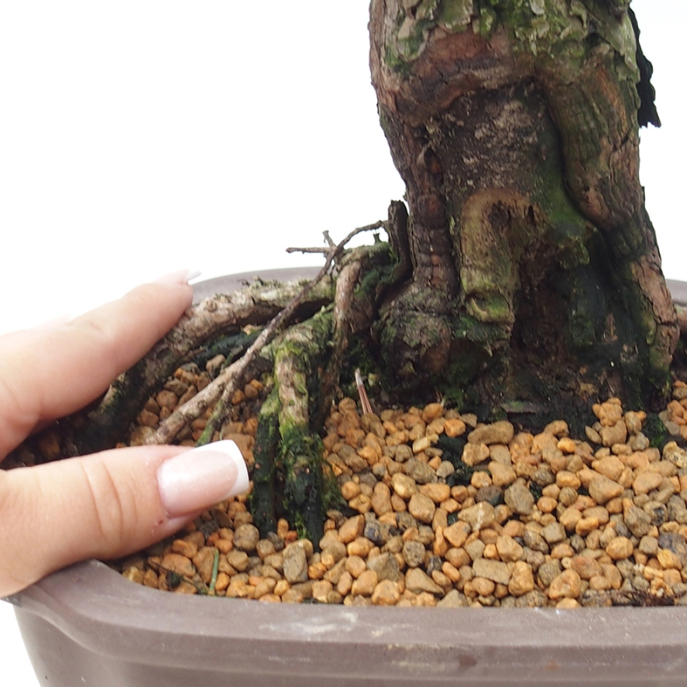 Venkovní bonsai - Pinus thunbergii Kotobuki - Borovice thunbergova
