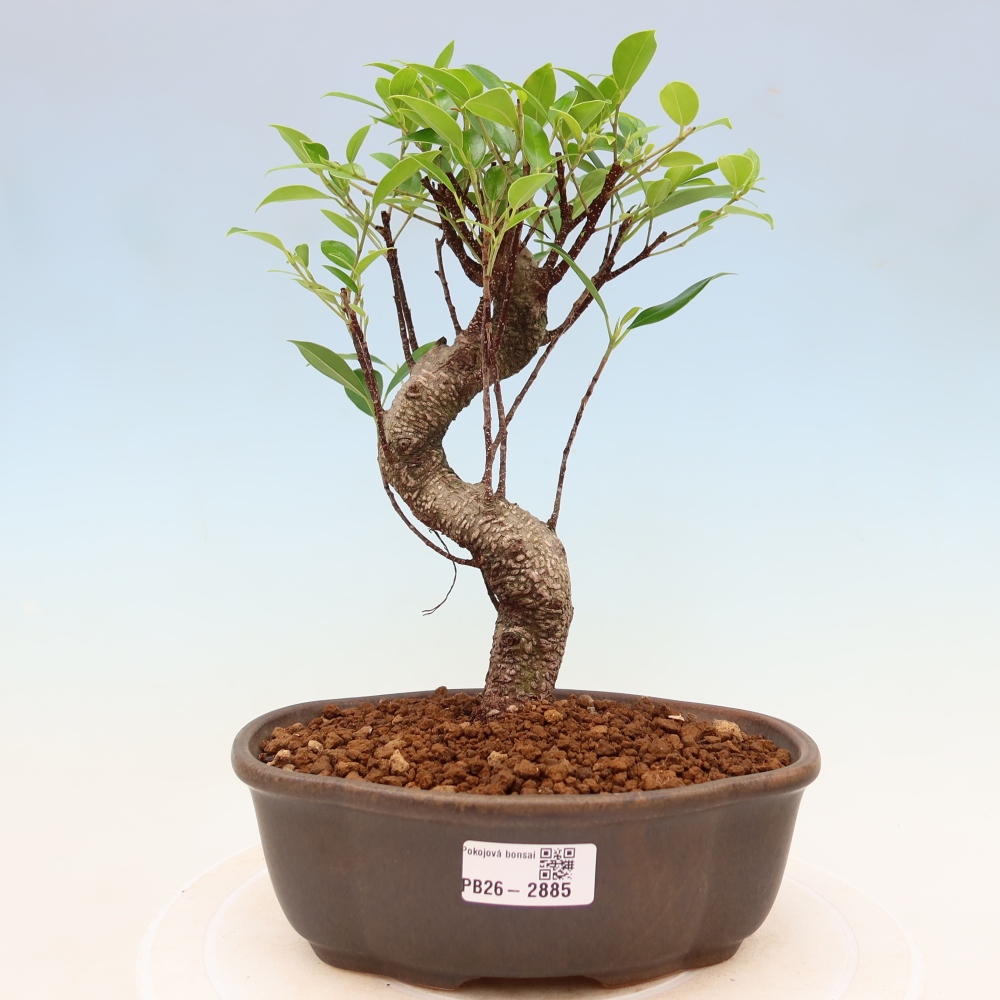 Pokojová bonsai - Ficus kimmen -  malolistý fíkus
