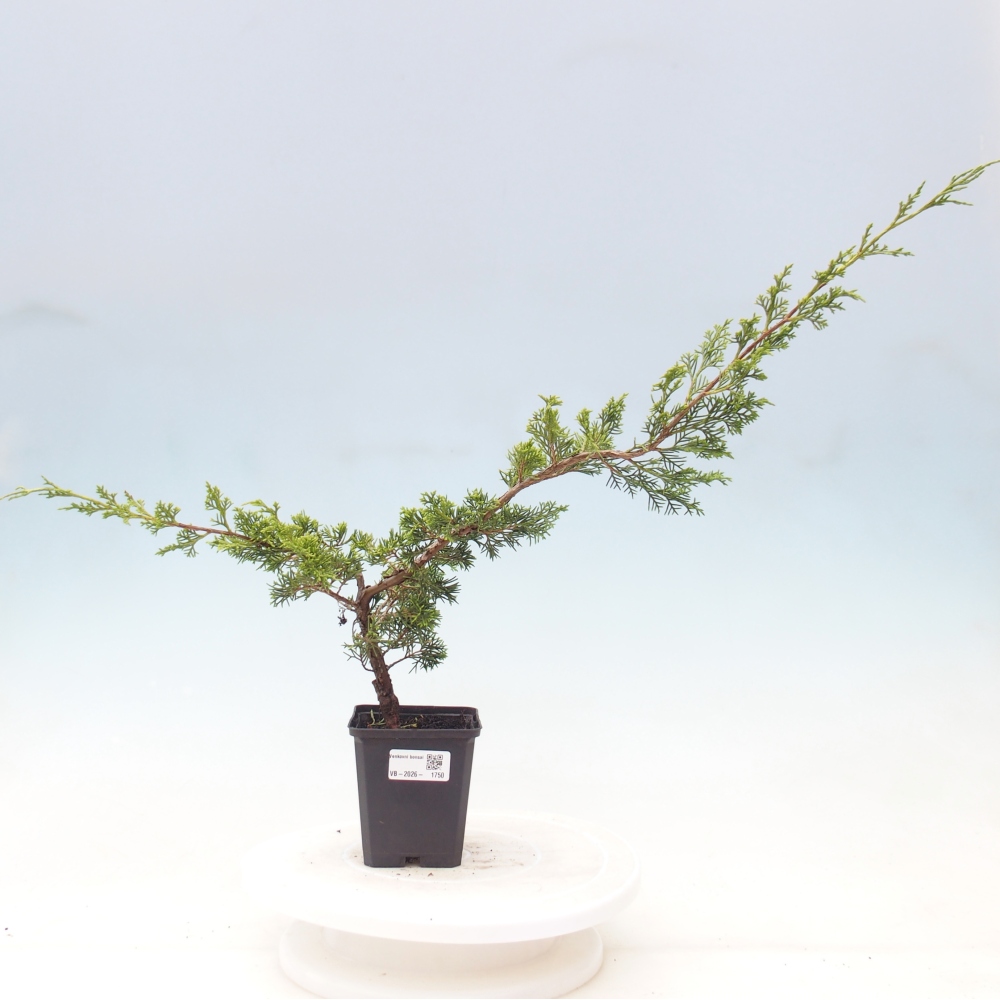Venkovní bonsai - Juniperus chinensis Itoigawa -Jalovec čínský