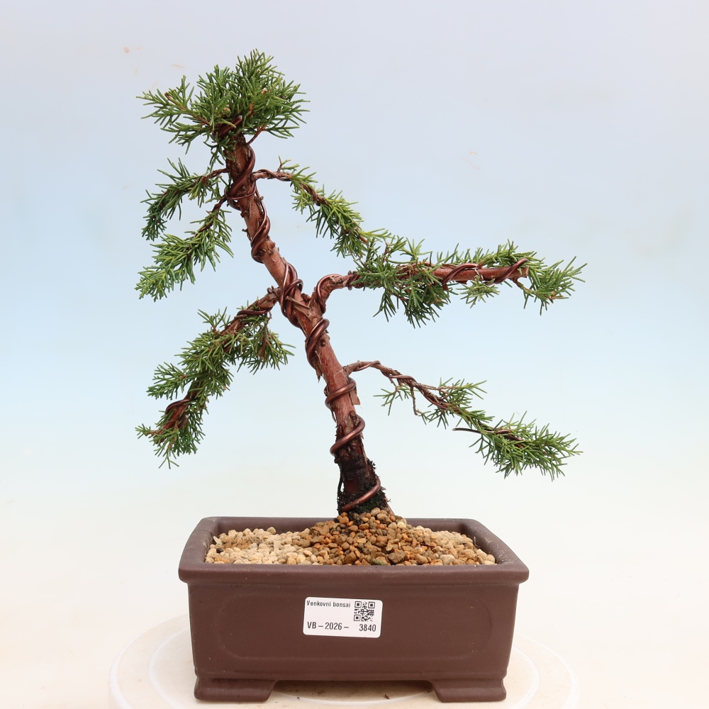Venkovní bonsai - Juniperus chinensis Kishu -Jalovec čínský