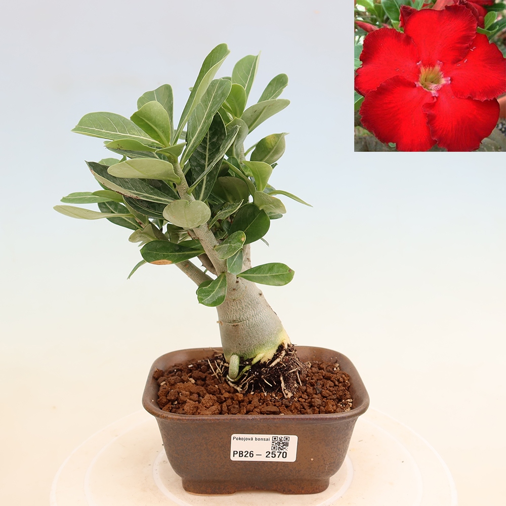 Pokojová bonsai - Adenium obesum Red Star - Pouštní růže