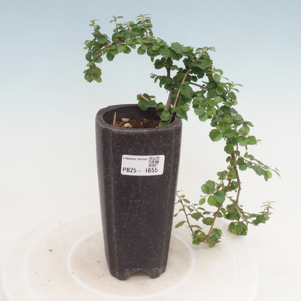Pokojová bonsai - Grewia sp. - Grewie malolistá