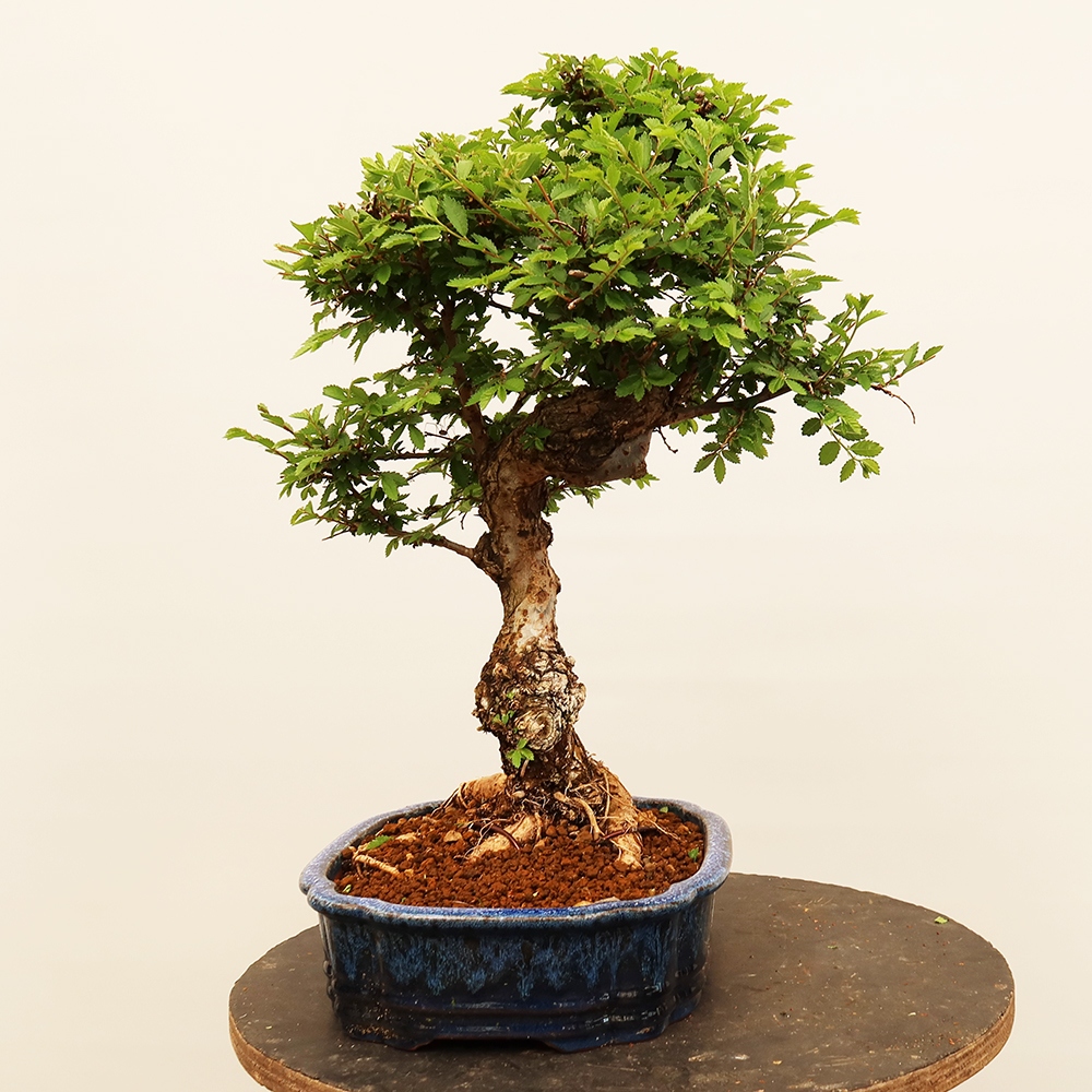 Venkovní bonsai - Zelkova - Zelkova NIRE