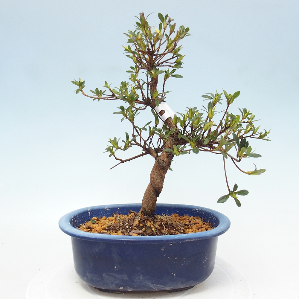 Venkovní bonsai - Japonská azalka - Azalea Ruka