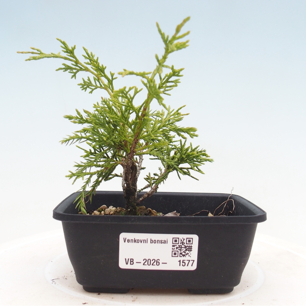 Venkovní bonsai - Juniperus chinensis Itoigawa -Jalovec čínský