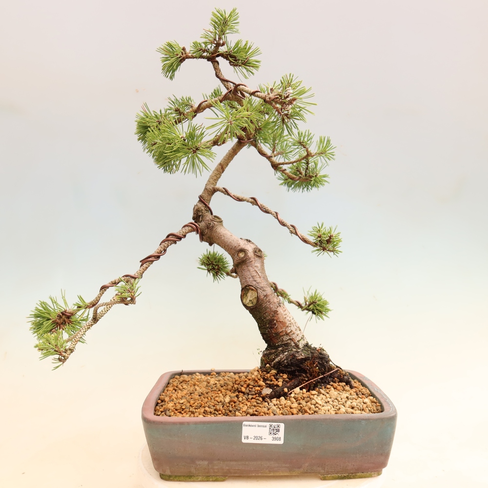 Venkovní bonsai - Pinus mugo Humpy  - Borovice kleč