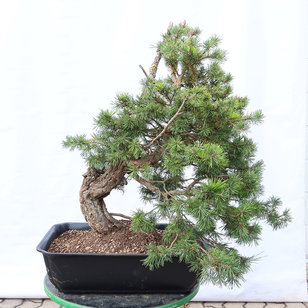 Pinus sylvestris Španělsko - borovice lesní
