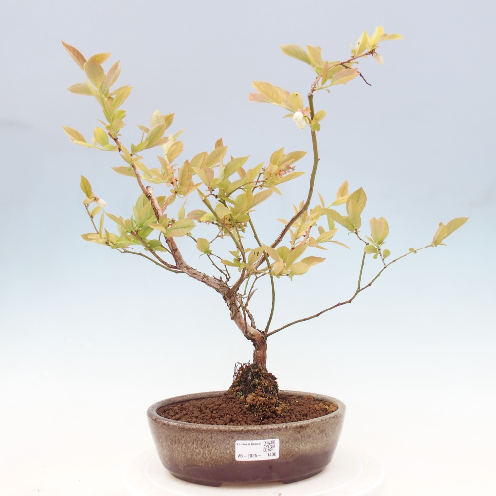 Venkovní bonsai - kanadská borůvka - Vaccinium corymbosum