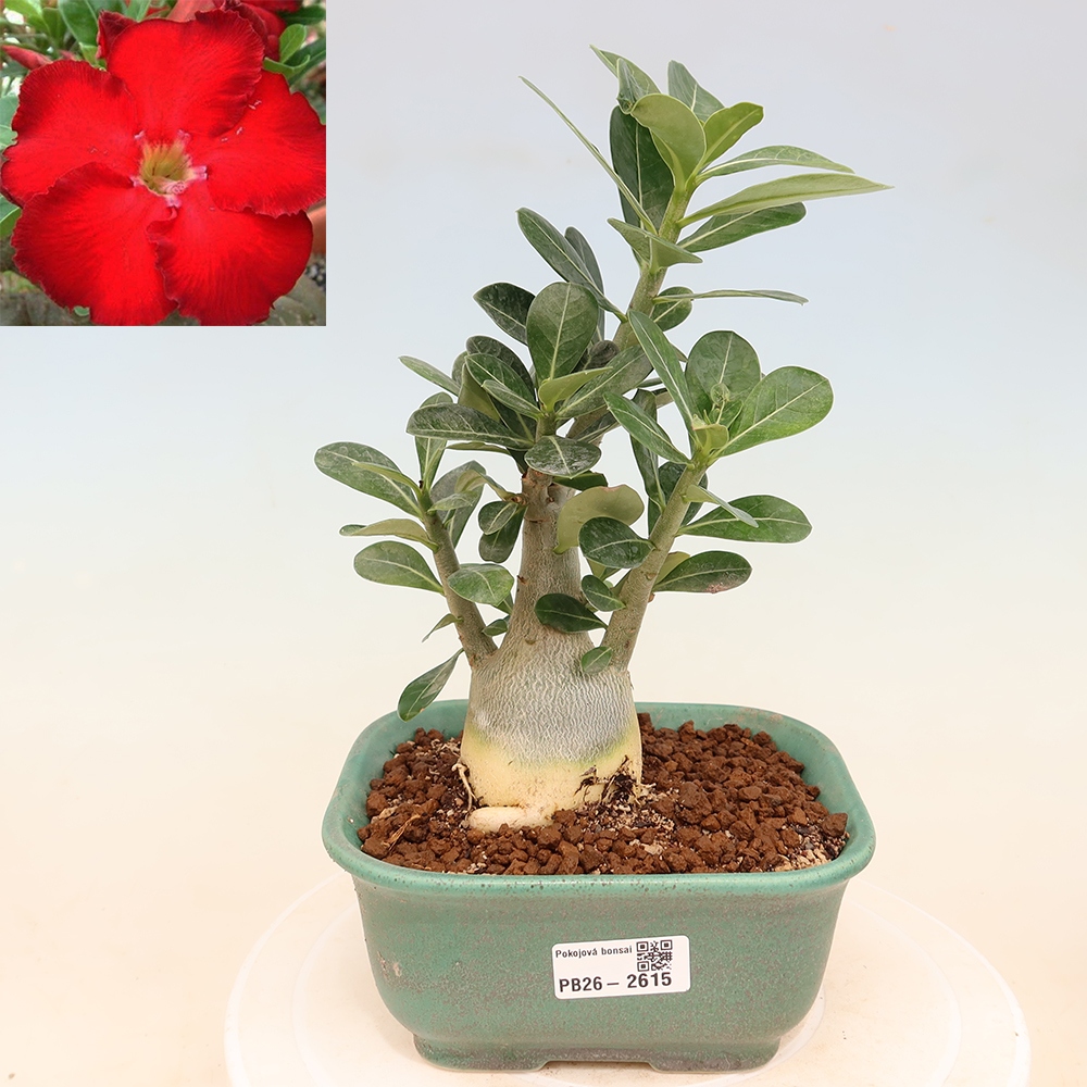 Pokojová bonsai - Adenium obesum Red Star - Pouštní růže
