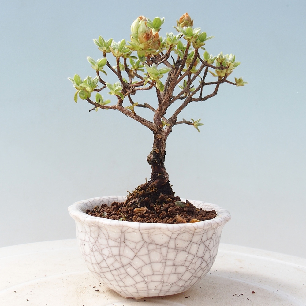 Venkovní bonsai - Rhododendron indicum - Japonská azalka