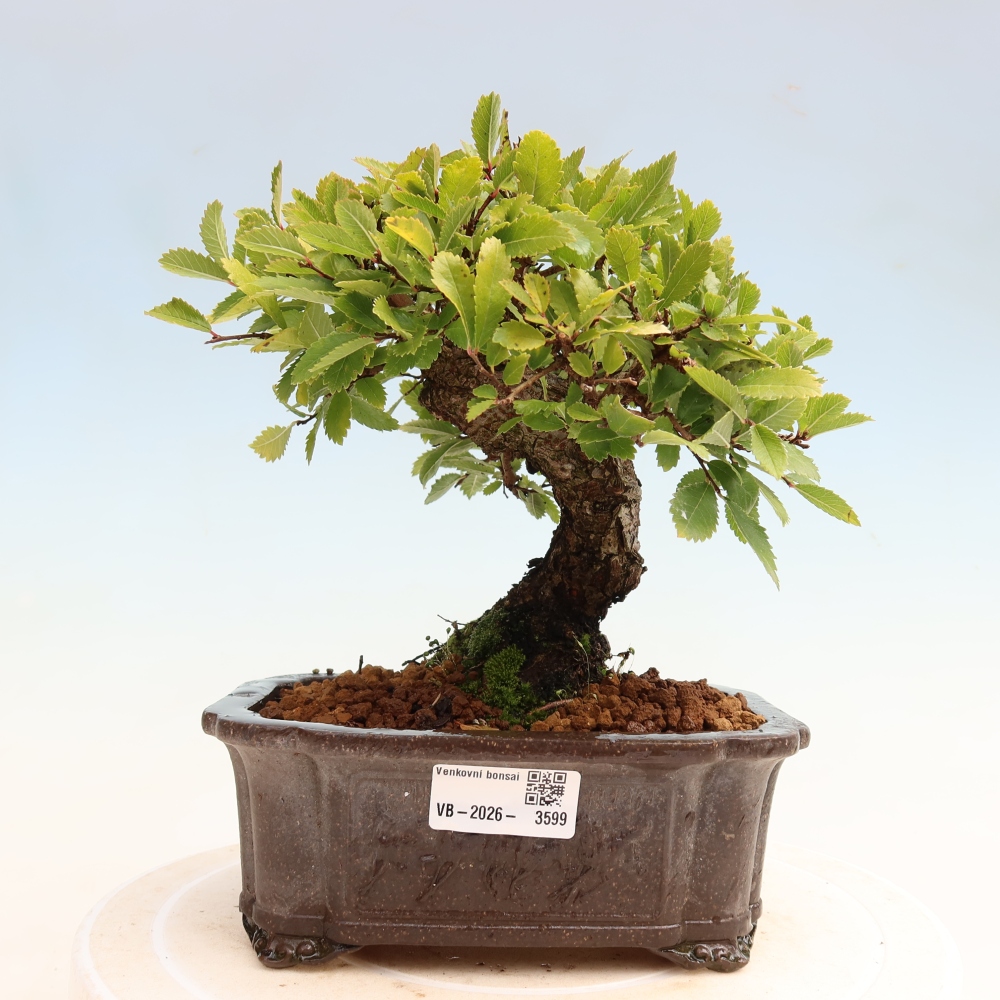 Venkovní bonsai - Zelkova - Zelkova NIRE