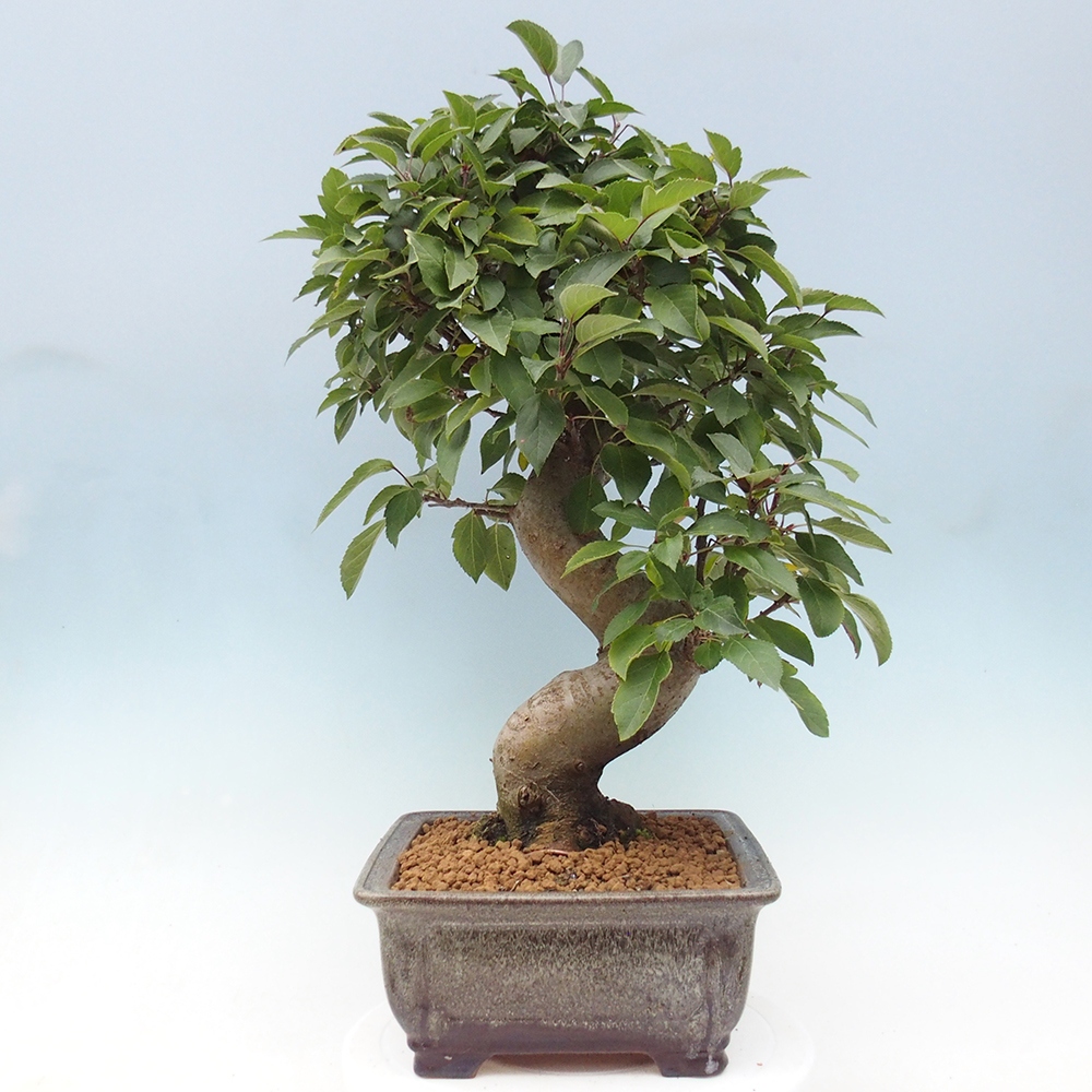 Venkovní bonsai -Malus halliana - Maloplodá jabloň
