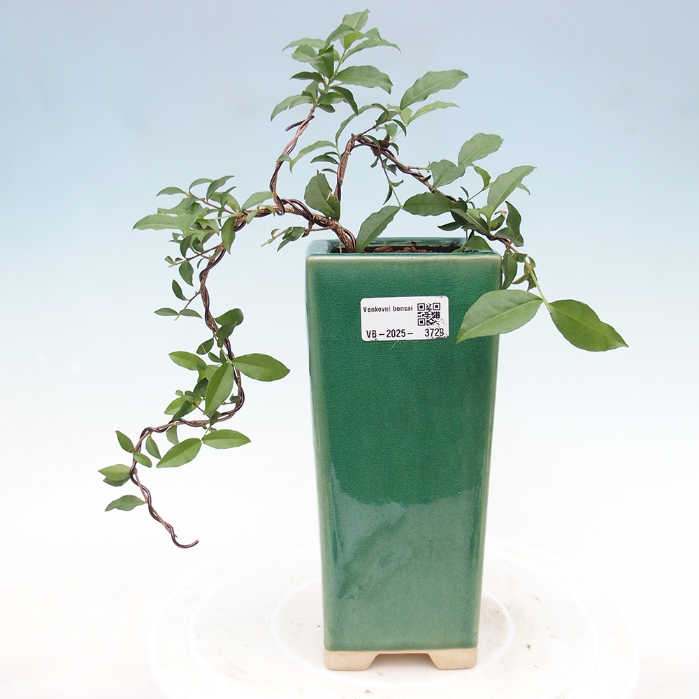 Pokojová bonsai - Malpighia coccigera- Barbdorská třešeň