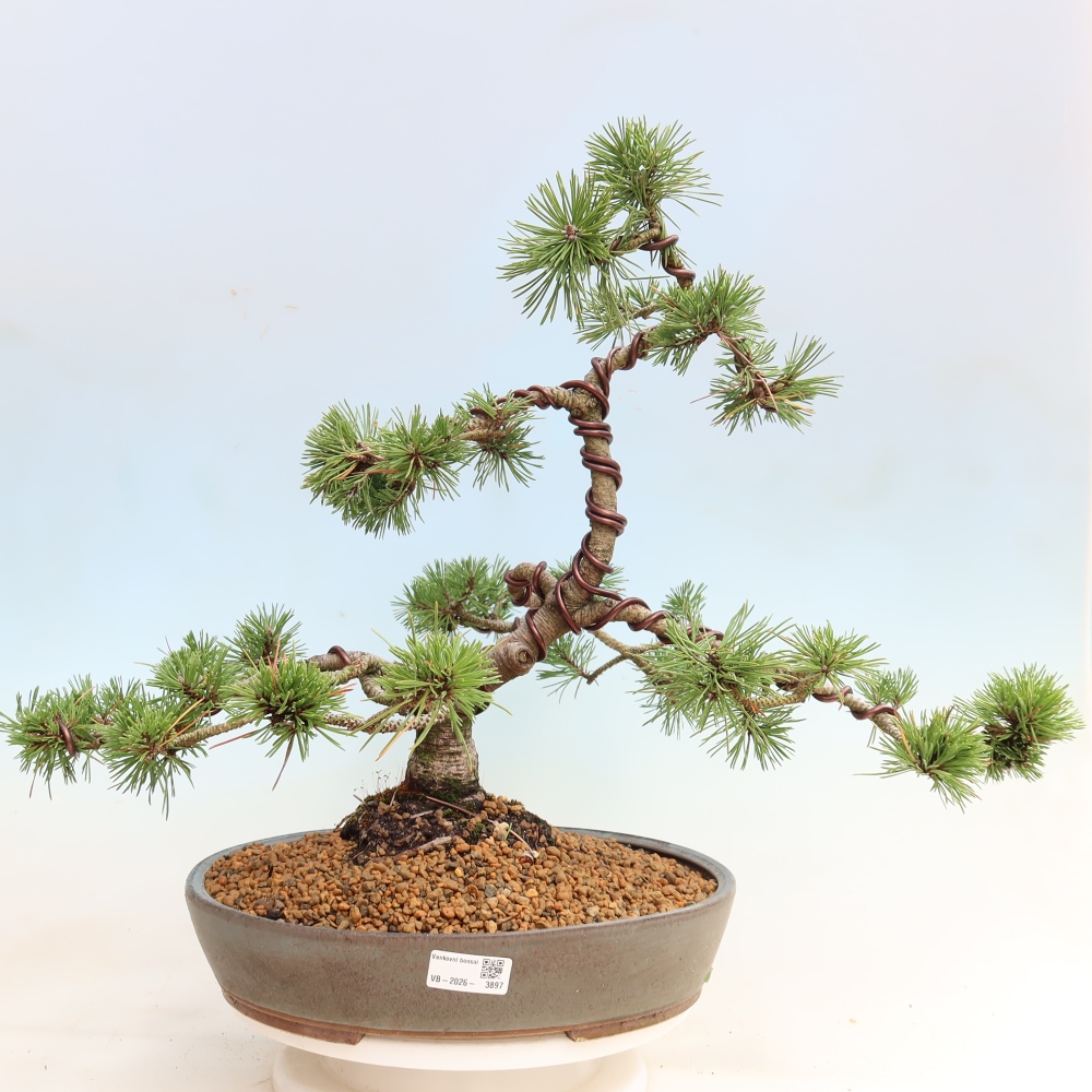 Venkovní bonsai - Pinus mugo Humpy  - Borovice kleč