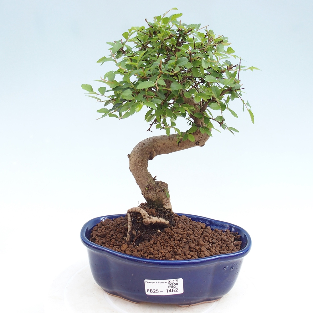Pokojová bonsai - Ulmus parvifolia - Malolistý jilm