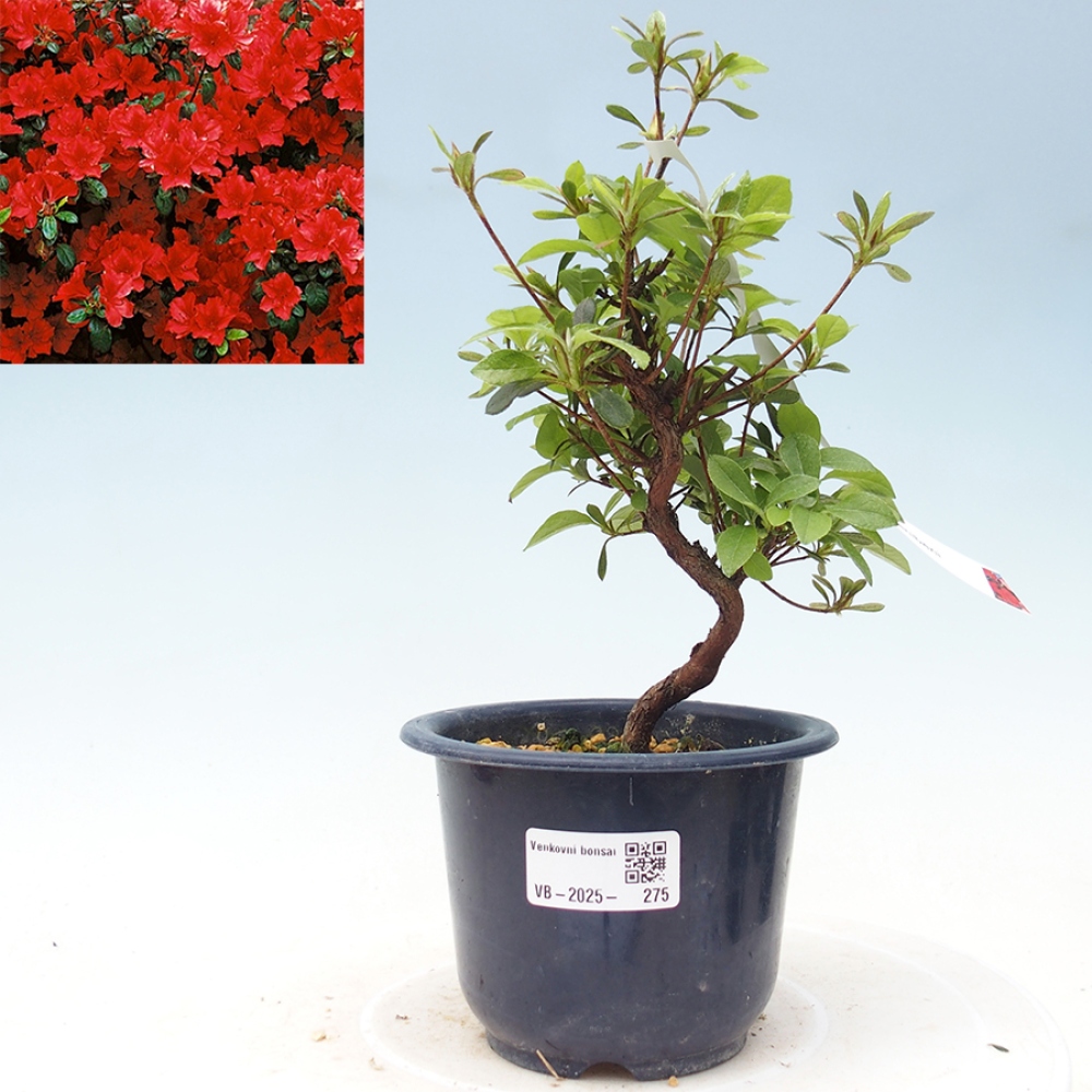 Venkovní bonsai - Japonská azalka - Azalea Benibeni
