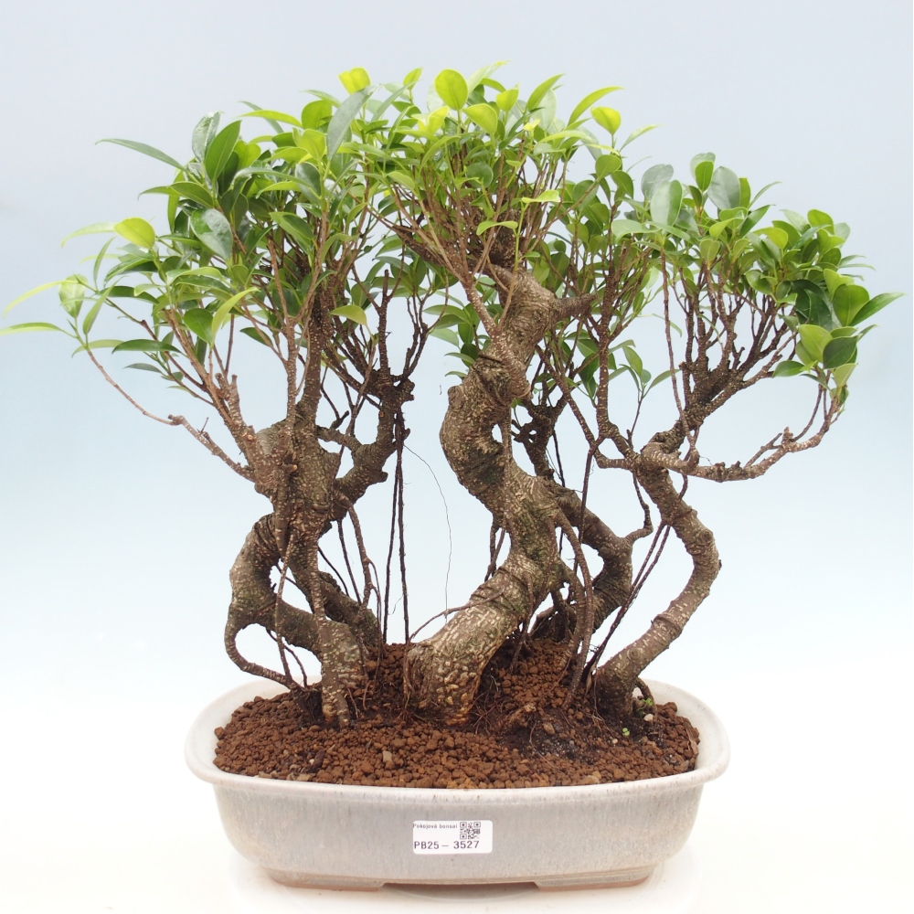 Pokojová bonsai - Ficus kimmen -  malolistý fíkus