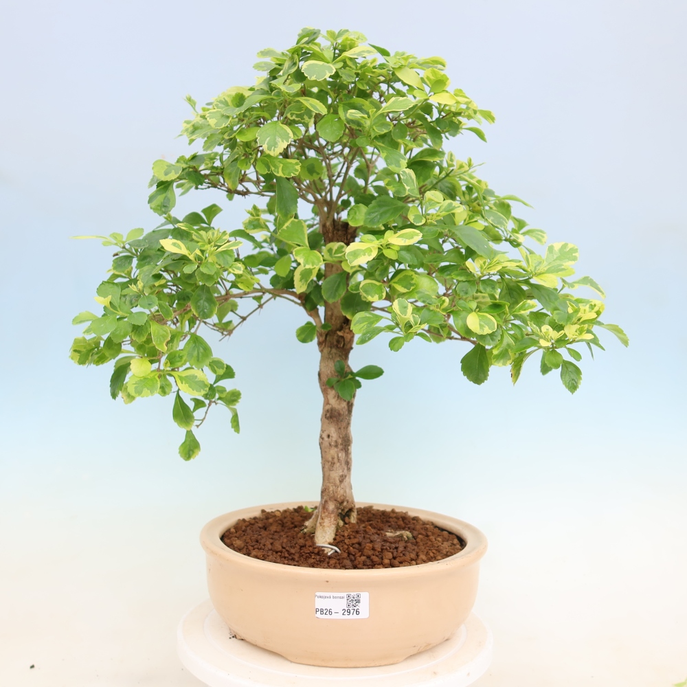 Pokojová bonsai - Duranta erecta Aurea