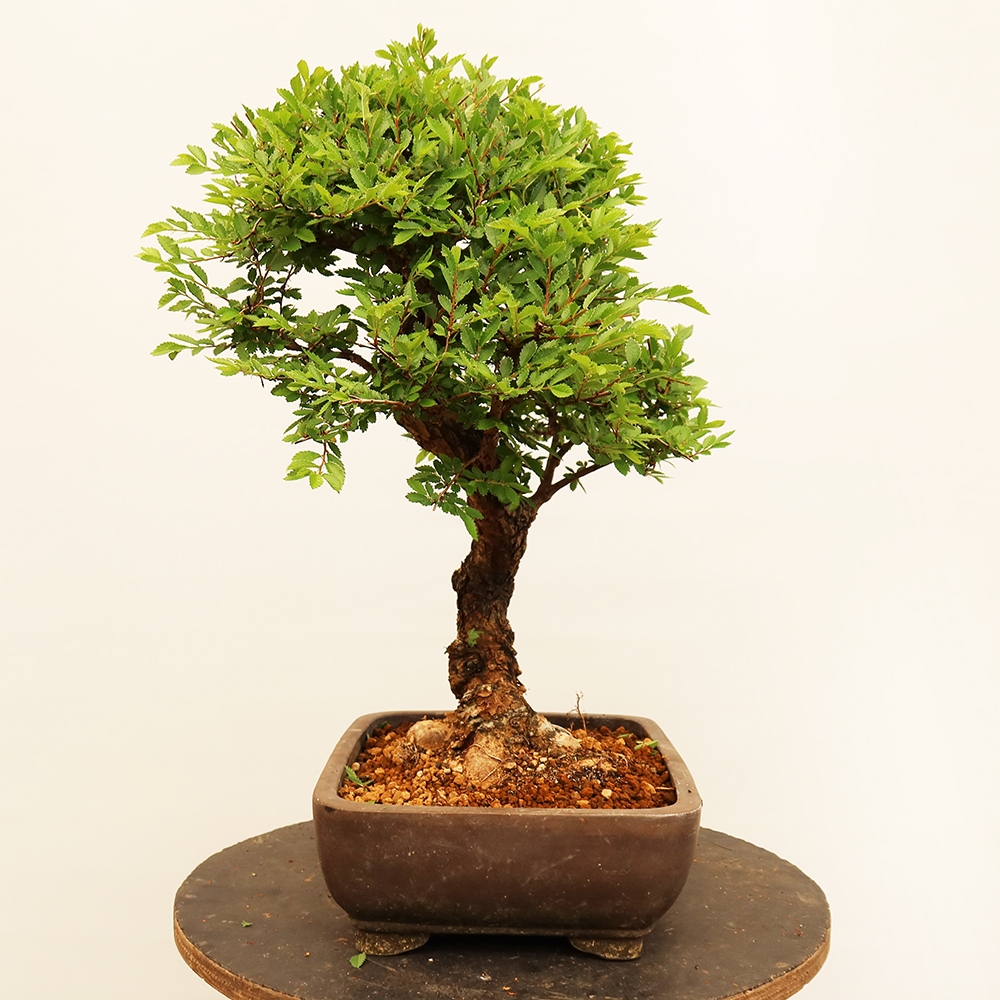 Venkovní bonsai - Zelkova - Zelkova NIRE