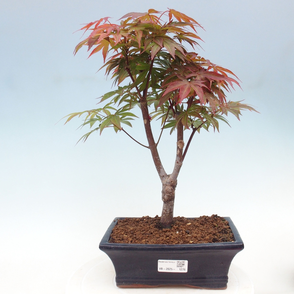 Venkovní bonsai - Acer palm. Atropurpureum-Javor dlanitolistý