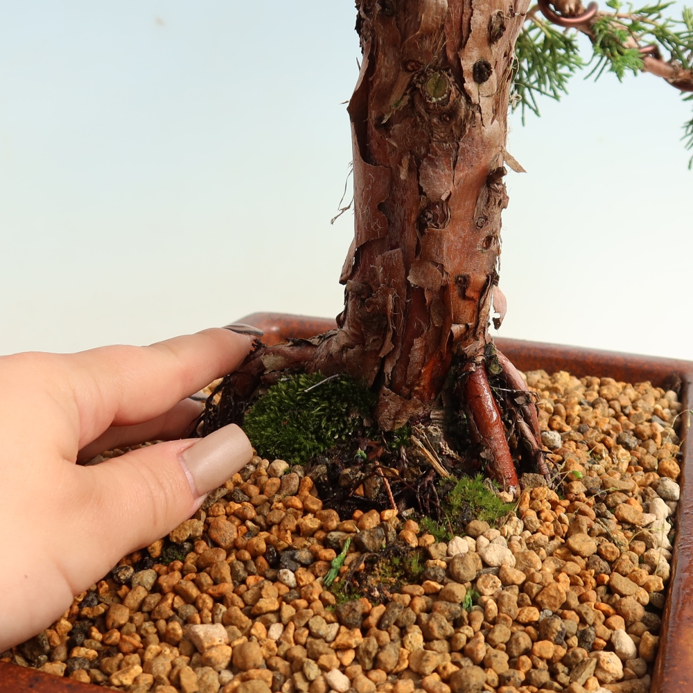 Venkovní bonsai - Juniperus chinensis Kishu -Jalovec čínský