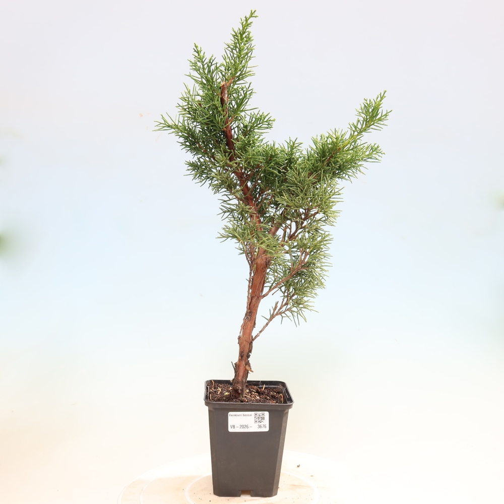 Venkovní bonsai - Juniperus chinensis Kishu -Jalovec čínský
