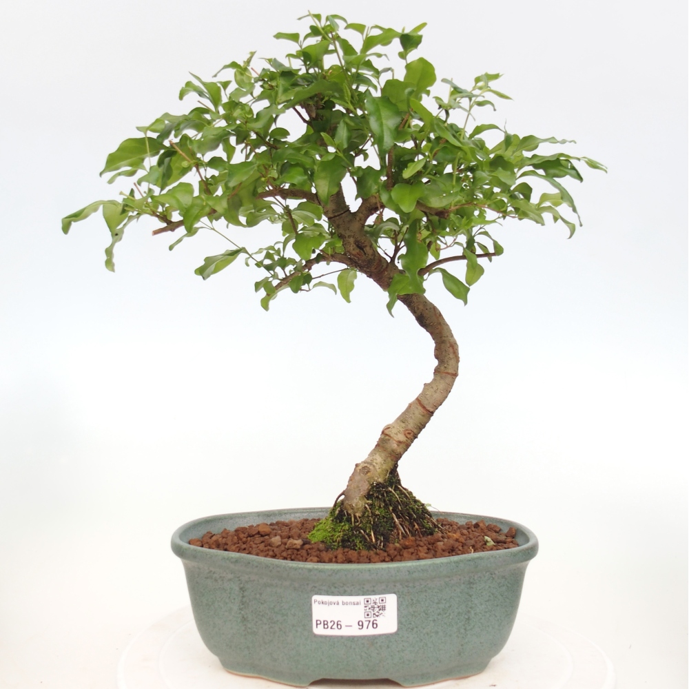 Pokojová bonsai -Ligustrum chinensis - Ptačí zob