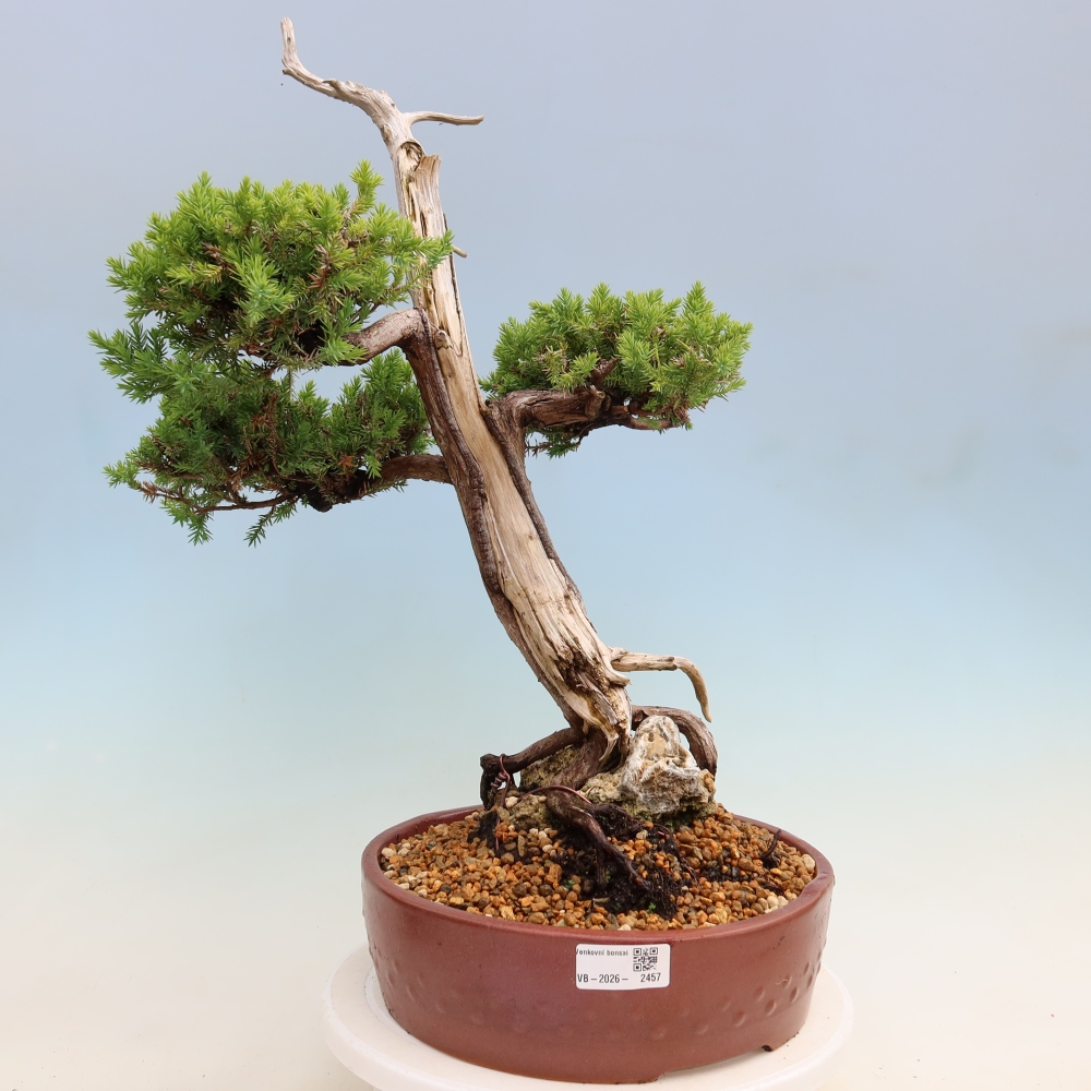 Venkovní bonsai - Juniperus squamata – Jalovec šupinatý