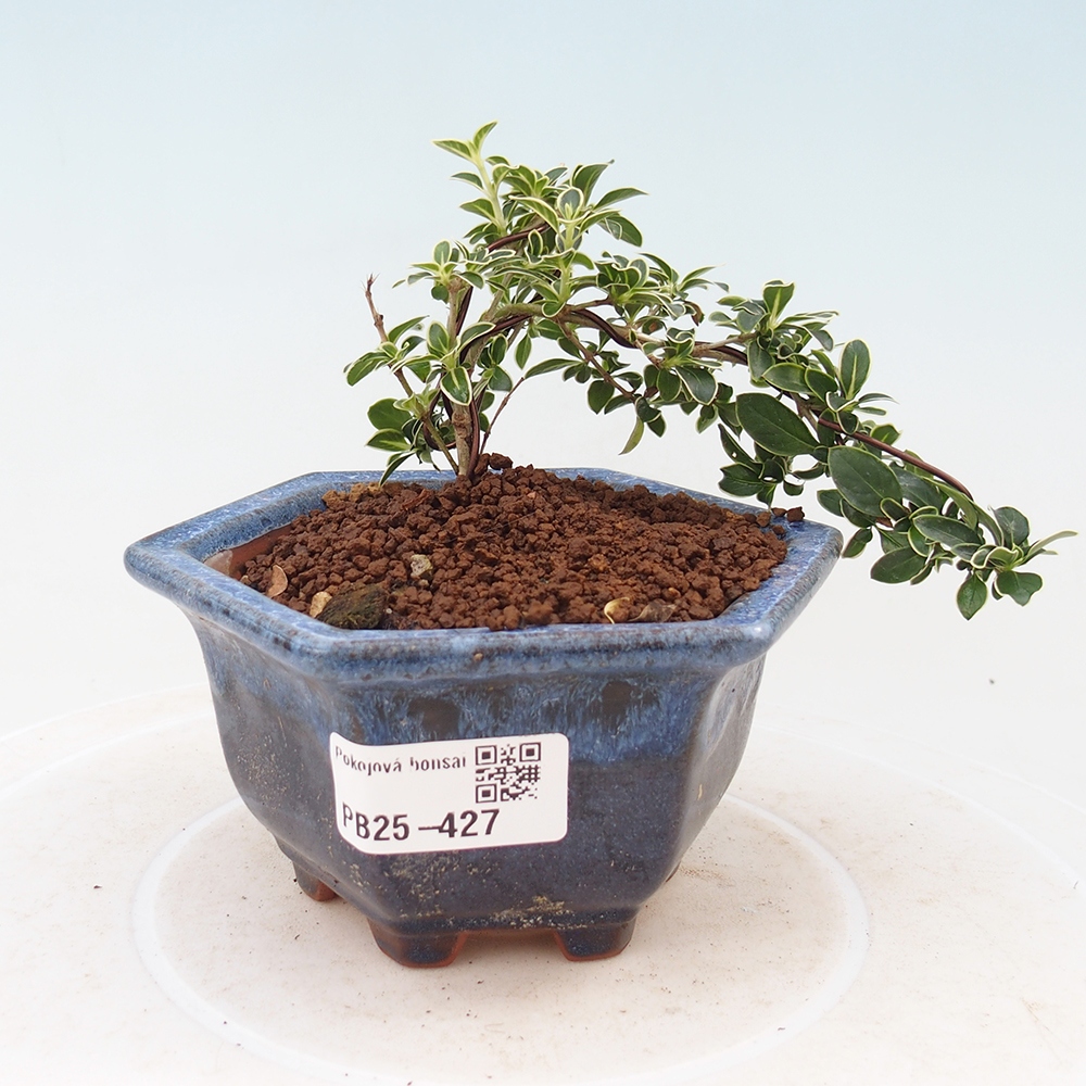 Pokojová bonsai - Serissa foetida Variegata - Strom tisíce hvězd