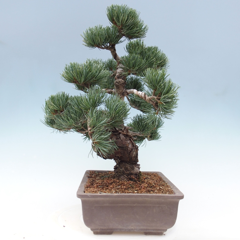 Venkovní bonsai - Pinus parviflora - Borovice drobnokvětá