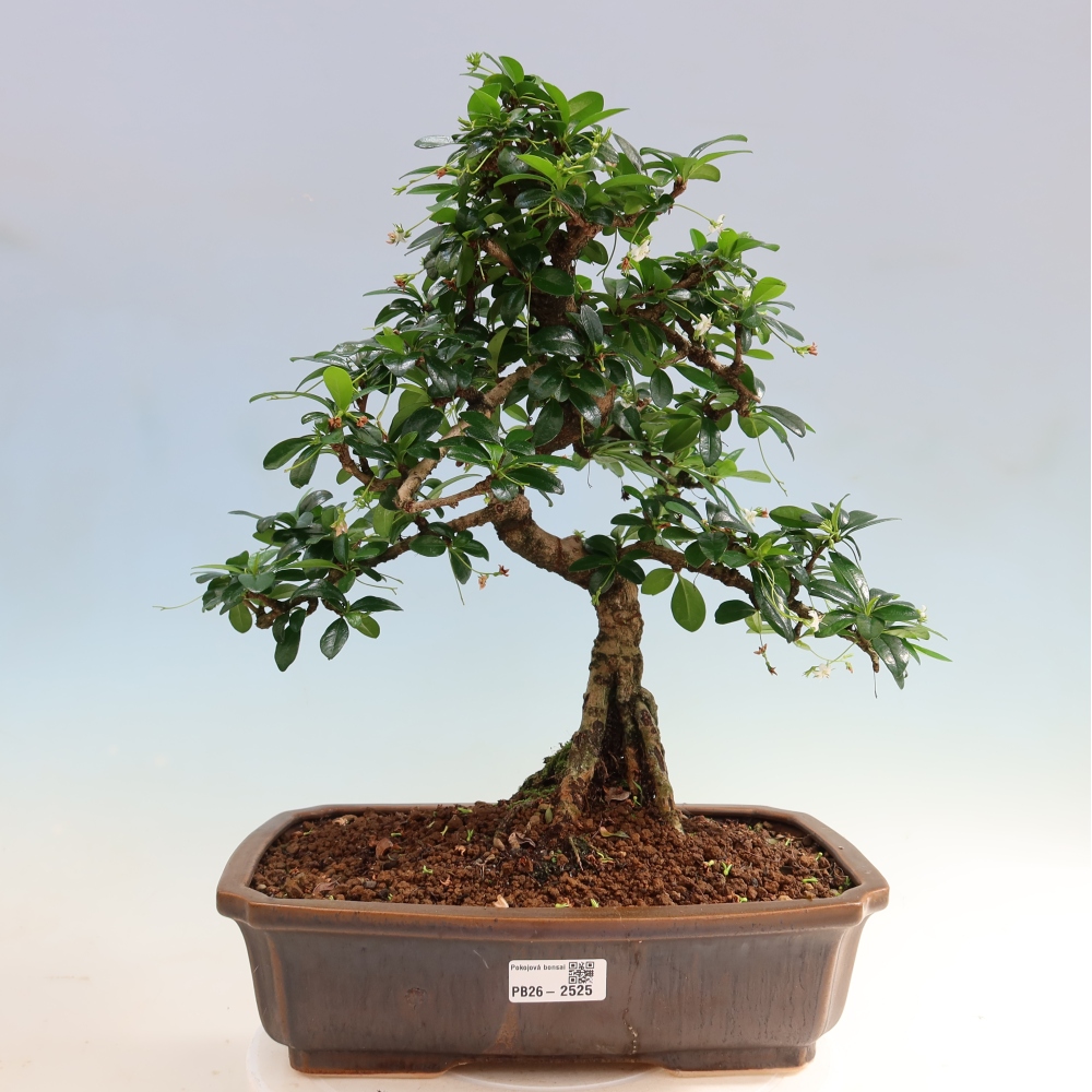 Pokojová bonsai - Carmona macrophylla - Čaj fuki