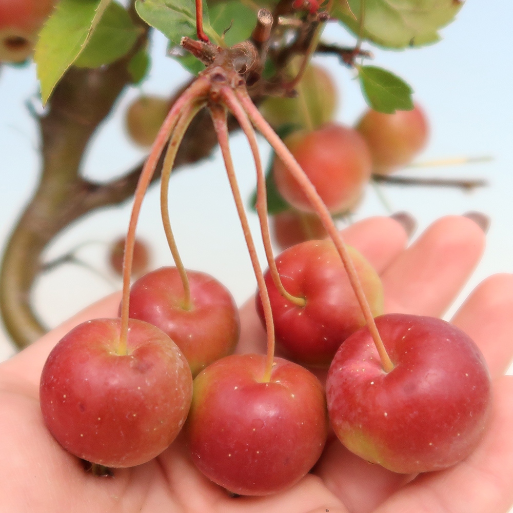 Venkovní bonsai -Malus halliana - Maloplodá jabloň