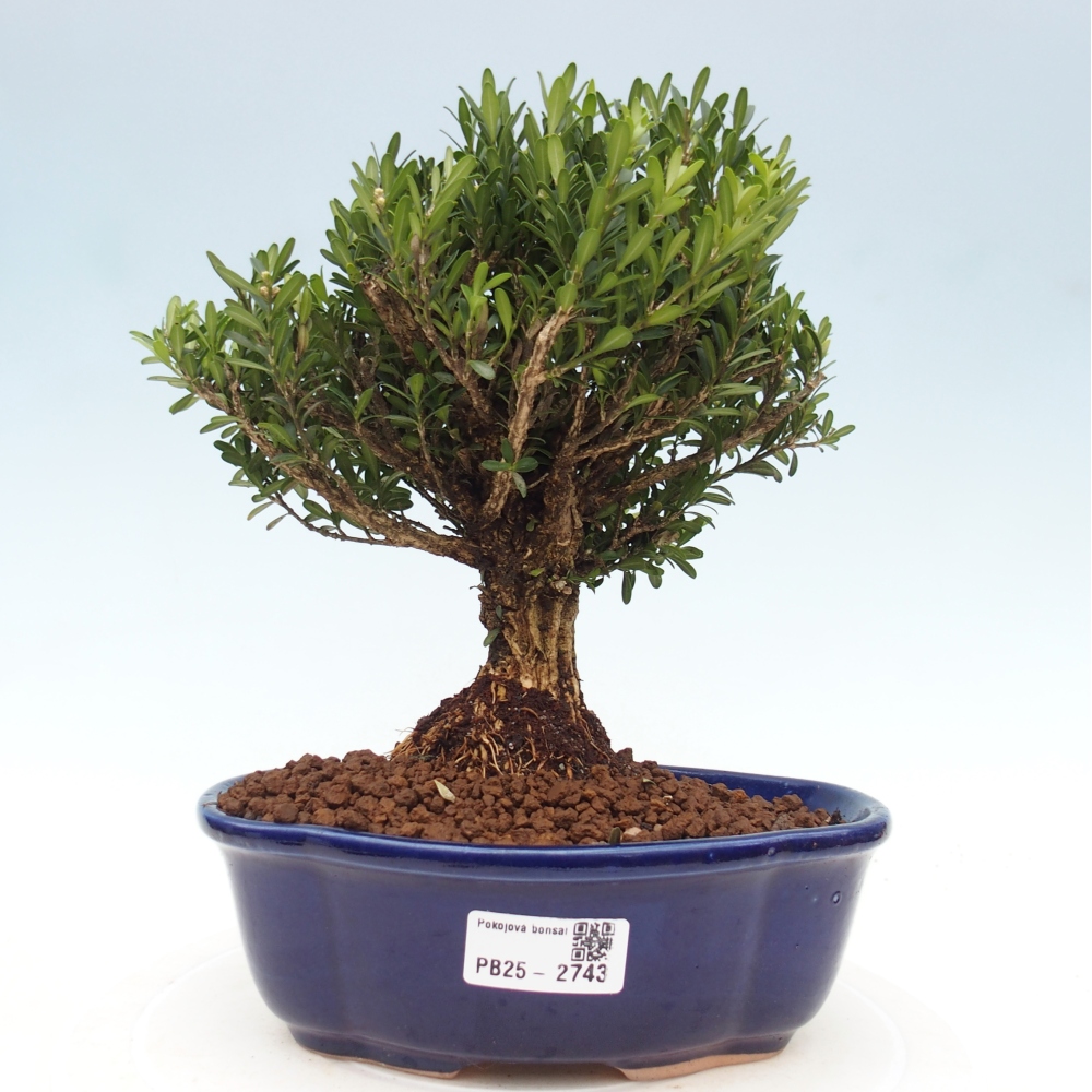 Pokojová bonsai - Buxus harlandii - korkový buxus
