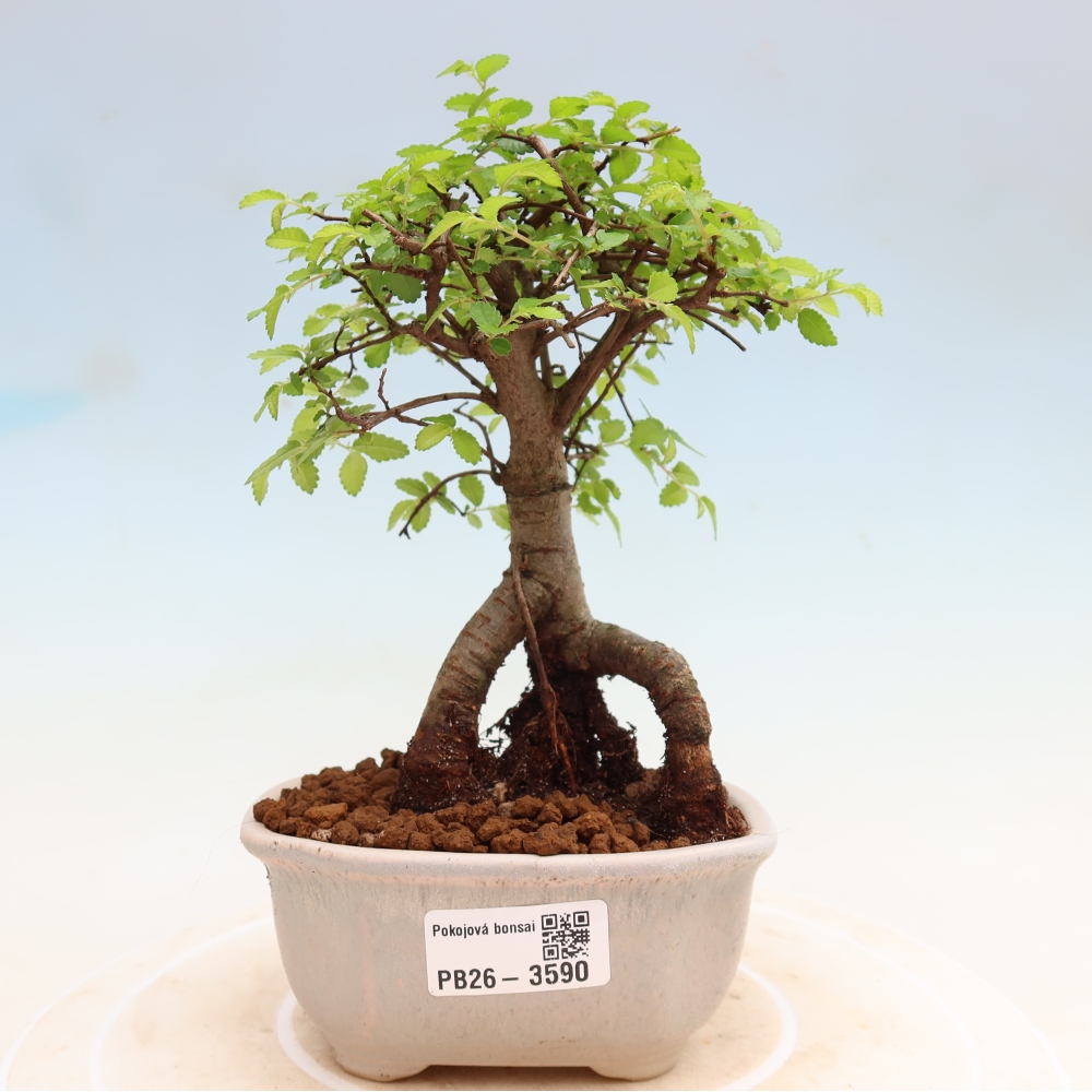 Pokojová bonsai - Ulmus parvifolia - Malolistý jilm