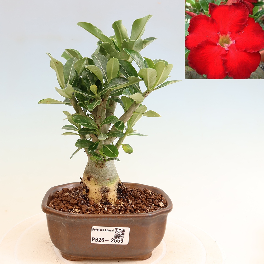 Pokojová bonsai - Adenium obesum Red Star - Pouštní růže